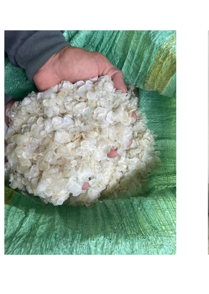 Quality fish scales